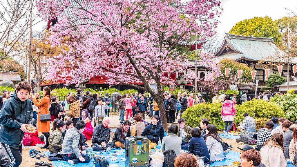 Romantika Hanami: Festival Musim Semi dan Daya Pikat Budaya Jepang